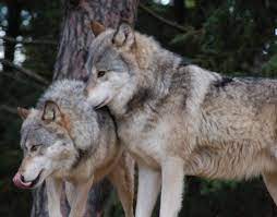 Pin By Suzanna On Wolf Wolf Dog Timber Wolf Grey Wolf