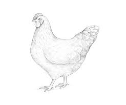 How To Draw A Chicken And A Rooster These honey, butter, garlic, and soy drumsticks are a quick and easy preparation you can enjoy any night. how to draw a chicken and a rooster