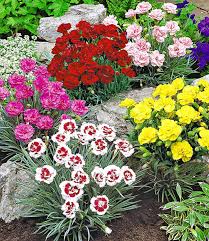 Prachtmischung Duft Gartennelken 1a Qualitat Baldur Garten