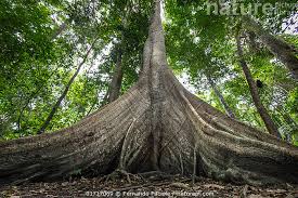 Image result for Ceiba