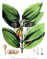 Image result for Lauraceae