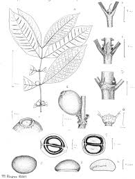 Image result for Colletoecema