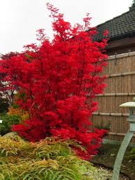 Facherahorn Skeeter S Broom Acer Palmatum Skeeter S Broom Baumschule Horstmann Garten Bepflanzen Pflanzen Garten