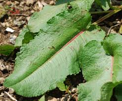 Image result for Rhipidoglossum bilobatum