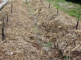 Get contact details & address of companies manufacturing and supplying compostable bags, compostable plastic bags, compostable carry bags across india. What Is Compost To Begin With We Will Understand What Compost Is What Materials Are Used For Compost Preparation