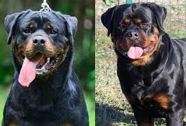Our zip code is 98635. Litters Archives Rottweiler Puppies German Rottweiler Puppies Rottweiler