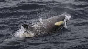 Orcas leben in allen meeren der welt, besonders wohl fühlen sie sich aber in kühleren gewässern. Schwertwal Fakten Bilder Mehr Uber Schwertwal