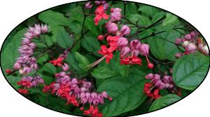 Image result for Clerodendrum toxicarium