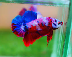 Ultimate Dream Betta For Sale Premium Diamond Grade Koi Male Hmpk Medium Dm For Details Preorder Available Betta Fish Betta Koi Betta