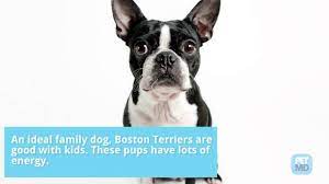 The Truth About Teacup Dogs Petmd