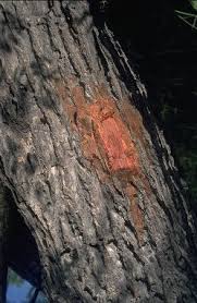 Image result for Entada stuhlmannii