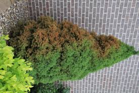 They may lack a nervous system, a brain and other features we associate with. Winter Burn Wisconsin Horticulture