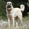 Belgian shepherd dog breed also called belgian sheepdog or chien de berger belge has an ancestry which is common to many of the herding dogs used throughout the modern world. 1