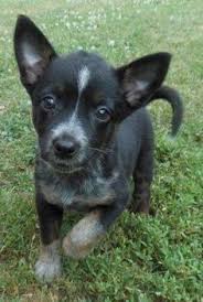Black Australian Cattle Dog Mix Puppy Image Result For Blue Heeler Chihuahua Mix Australian Cattle Dog Mix Australian Cattle Dog Blue Heeler Blue Heeler Dogs