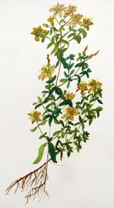 È un ottimo cicatrizzante naturale. Perforatum Wikibotanica