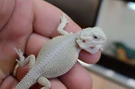 11 Types Of Bearded Dragon Morphs