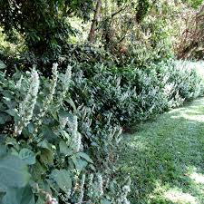 Image result for Justicia australis