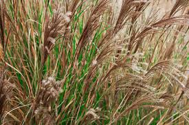 Image result for Miscanthus sinensis