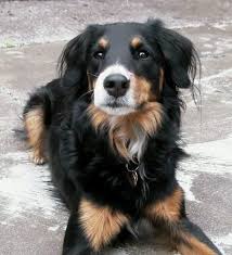 Border Collie Australian Shepherd Mix Black White And Brown Doberman Border Collie Mix Bordercollie Doberman Mix Dog Breeds Dog Breed Info
