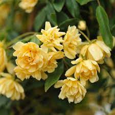 This rambling rose produces small orange double blooms which will pale to a creamy buff colour with age and has received the garden merit award. Buy Banksian Rose Rambler Rosa Banksiae Lutea