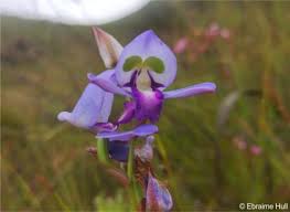 Image result for Disa fragrans