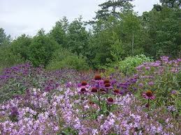 Echinacea Piet Oudolf At Rhs Wisley Garten Traumgarten Stauden