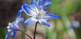 Image result for Scilla