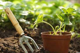the sun is here at last get into the sun and exercise the gardening way conseils de jardinage outils jardinage jardinage bio