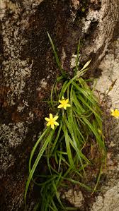 Image result for Hypoxis angustifolia