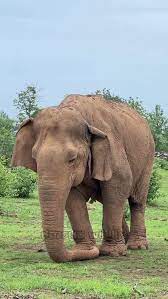 Remembering Vatsala, the World's Oldest Asiatic Elephant, Age 109