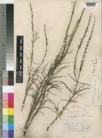 Image result for Striga bilabiata