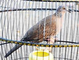 Derkuku Sinom Jagoan Juara Bebeja Com