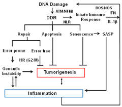 the roles of homologous recombination and the immune system