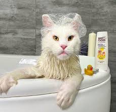 Do Maine Coon cats shed heavily? 5 things to watch out for!