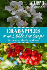Can also cause allergic dermatitis with prolonged skin contact. Everything You Need To Know About Crabapple Trees And Then Some