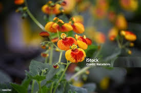 Image result for Calceolariaceae