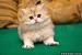 White British Shorthair Kitten