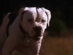 See more of homeward bound dog rescue of new york on facebook. Homeward Bound The Incredible Journey Porcupine Youtube