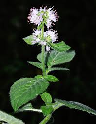 Image result for Achyrospermum micranthum