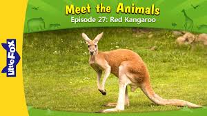 Meet The Animals 27 Red Kangaroo Level 2 By Little Fox Red Kangaroo Kangaroo Animals