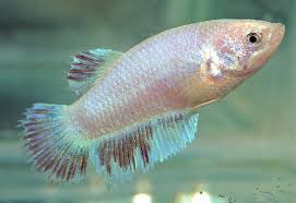 Live betta fish (female) peach & pearl (shiny pearl scales). Live Fancy White Opal Shimmer Halfmoon Female Betta Fish Brandis Bettas