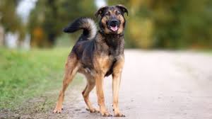 If you are looking to adopt or buy a rottie take a look here! German Shepherd Rottweiler Mix Breed Info Facts Pictures All Things Dogs All Things Dogs