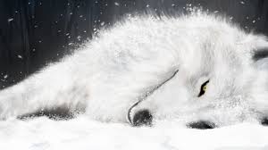 Wolf illustration, multicolored wolf illustration, minimalism. White Wolf Wallpapers Top Free White Wolf Backgrounds Wallpaperaccess