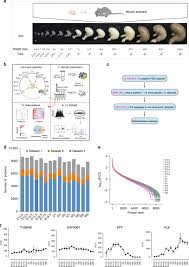 Brain rat atlas paxinos watson sagittal section 2005 adult putamen amygdala mid figure publication cea brian bla bregma nucleus interaural. A Time Resolved Multi Omic Atlas Of The Developing Mouse Stomach Nature Communications