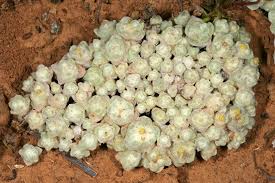 Image result for Galeomma