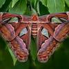 The venezuelan poodle moth is a possible new species of moth discovered in 2009 by dr. Https Encrypted Tbn0 Gstatic Com Images Q Tbn And9gcty2o8qd7wlgf Mtkcul0atvoxoowbabsgmgi47wu4gt25jd X5 Usqp Cau