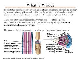 Plants And People Wood Paper Ppt Video Online Download