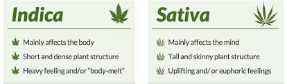 Check spelling or type a new query. Smoking Weed Everyday Benefits Side Effects Explained Quitnet
