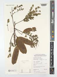 Image result for Albizia adianthifolia × gummifera