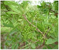 Image result for Pavetta crassipes